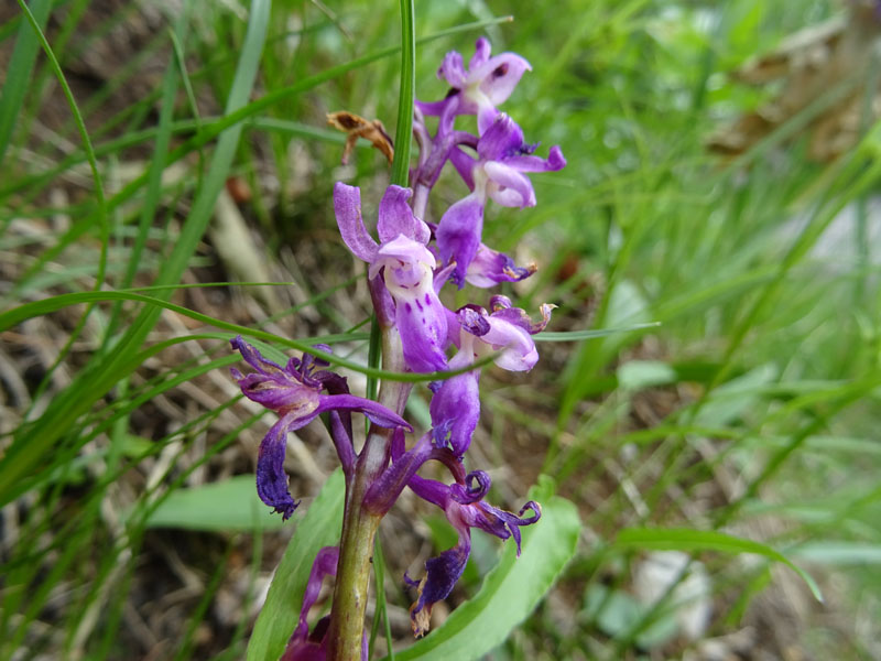 Orchis mascula subsp. speciosa